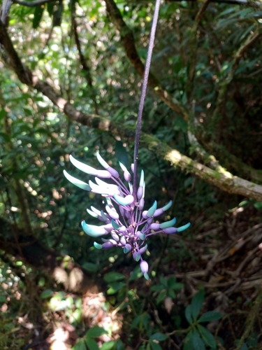Strongylodon caeruleus