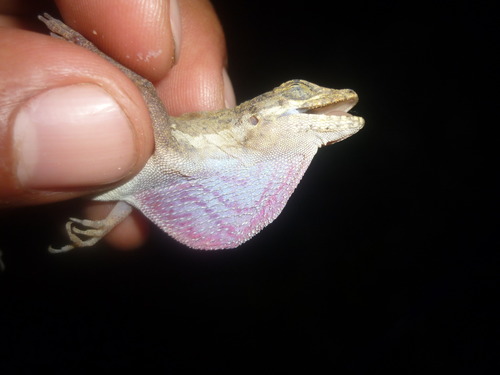 Dunn's Anole