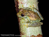 Puerto Maldonado Snouted Tree Frog - Photo (c) Ben Schweinhart, all rights reserved, uploaded by Ben Schweinhart
