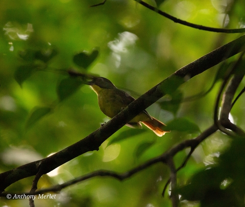 Red-tailed Bristlebill
