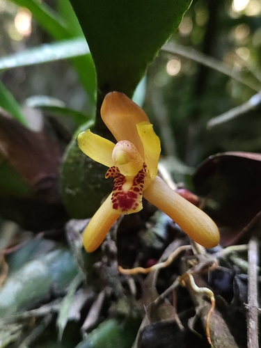 Reddish Maxillaria