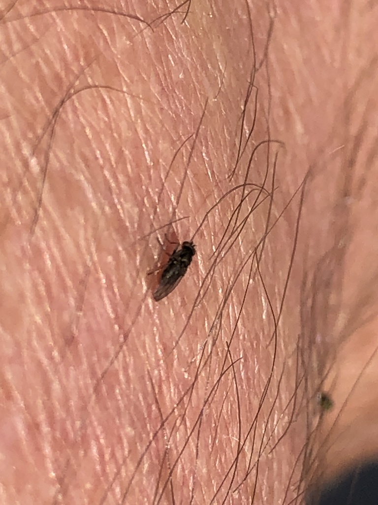 Naples Insects Winged and Once-winged Insects from Naples, ID, US on September 13 ...