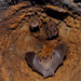 Little Big-eared Bat - Photo (c) Juan David González Barreto, all rights reserved, uploaded by Juan David González Barreto