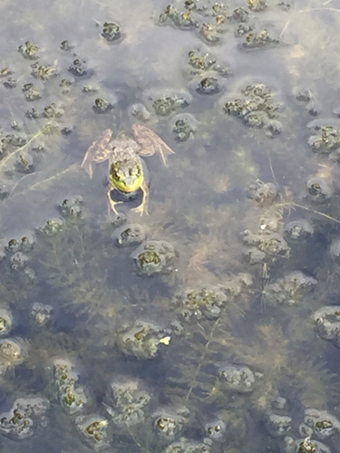 photo of Mink Frog (Lithobates septentrionalis)