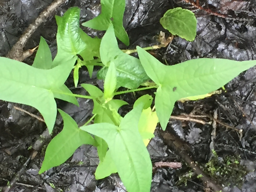 photo of Halberd-leaved Tearthumb (Persicaria arifolia)