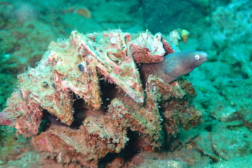 White-eyed Moray — seen at this dive site