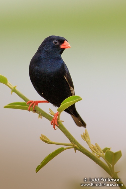 Village Indigobird (Vidua chalybeata) photo