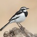 Panafrican Pied Wagtail - Photo (c) Judd Patterson, all rights reserved, uploaded by Judd Patterson