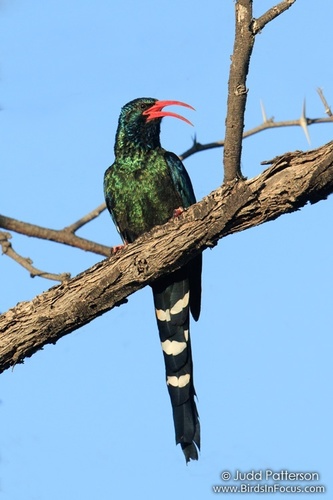 Green Woodhoopoe