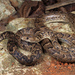 Cuban Tree Boa - Photo (c) Jake Scott, all rights reserved, uploaded by Jake Scott