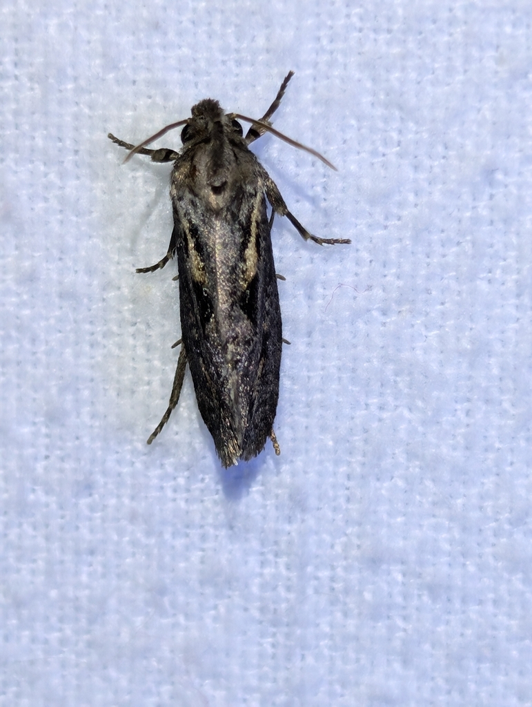 Clemens' Grass Tubeworm Moth from Knollwood, TX 75092, USA on September ...