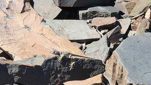iNaturalist observation photo of Desert Collared Lizard