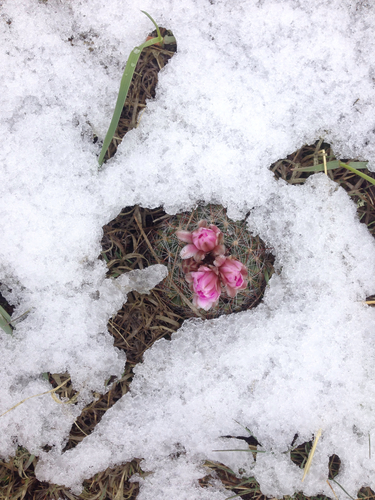 Mountain Ball Cactus
