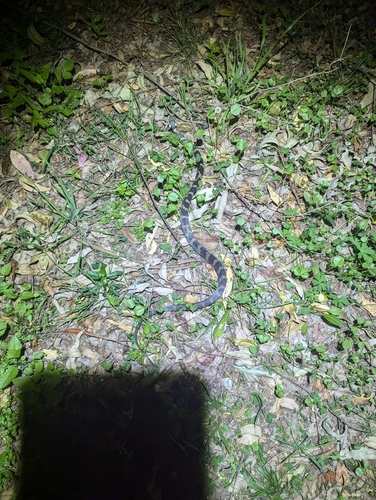 Stephens' Banded Snake sighting