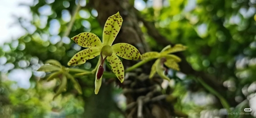 Tsii Orchid