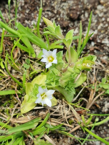 Baeuerlen's Gentian (Gentiana baeuerlenii)