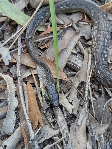 Common Tree Snake sighting