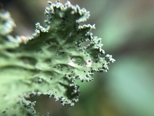 Lobaria immixta