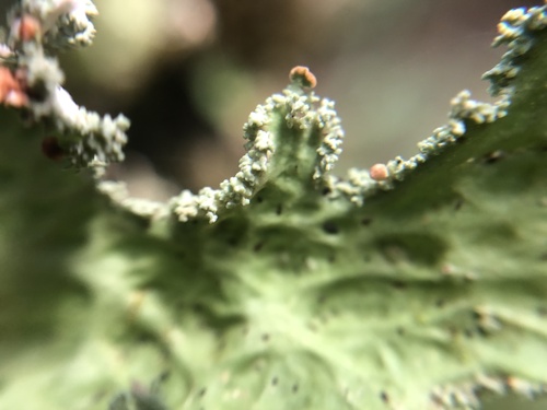 Lobaria immixta