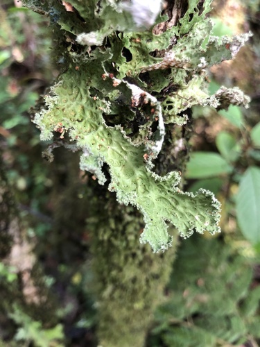 Lobaria immixta