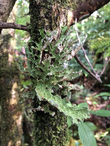 Lobaria immixta