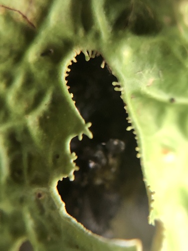 Lobaria macaronesica