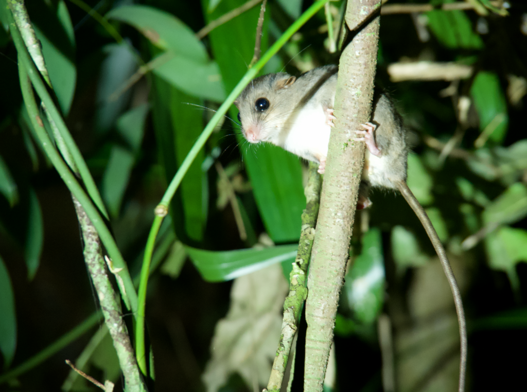 Chestnut Tree Mouse from Cow Bay QLD, Australia on September 14, 2023 ...