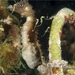 Observation photo