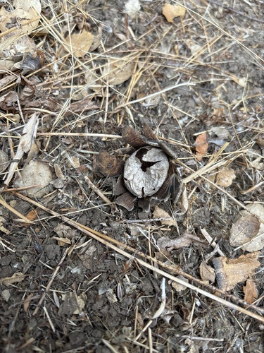 iNaturalist observation photo of Barometer Earthstars