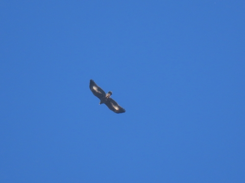 Golden Eagle