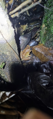 Western Night Frog