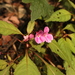 Impatiens chekiangensis - Photo (c) HUANG QIN, all rights reserved, uploaded by HUANG QIN