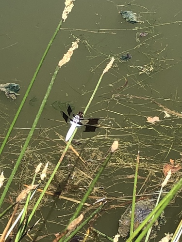 iNaturalist observation photo of Common Whitetail