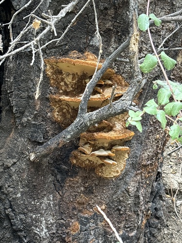 iNaturalist observation photo of Mushrooms, Bracket Fungi, Puffballs, and Allies