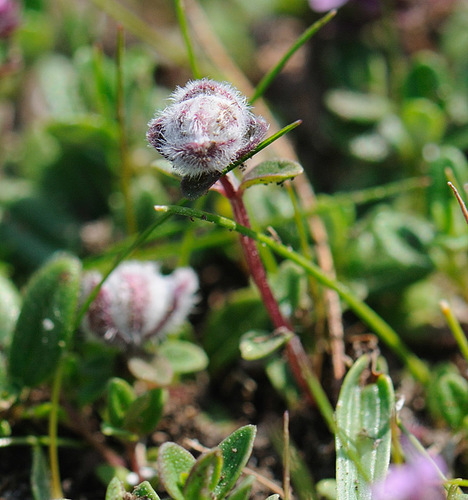 Thyme Gall-mite