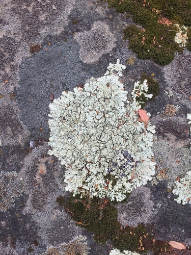 iNaturalist observation photo of rock shield lichens