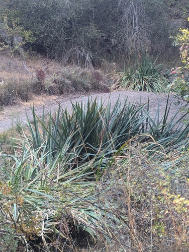 iNaturalist observation photo of Agaves, Orchids, Irises, and Allies
