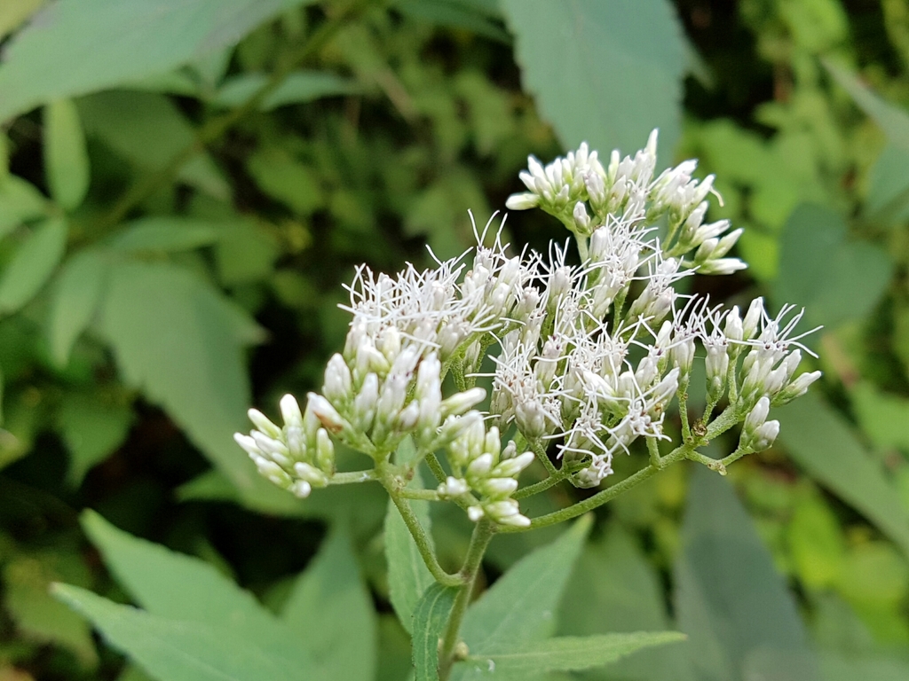 Eupatorium japonicum (Eupatorium japonicum)