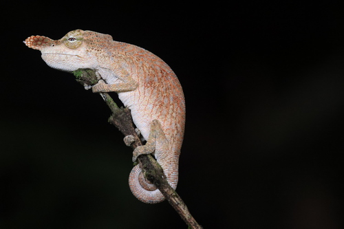 Pinocchio chameleon