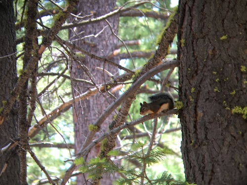 iNaturalist observation photo of Douglas's Squirrel
