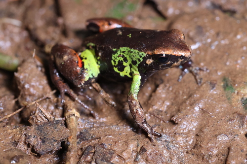 Beautiful Mantella