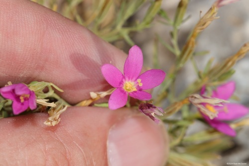 Sticky Centaury (Zeltnera glandulifera)
