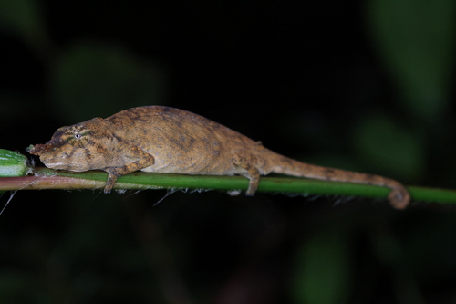 Pinocchio chameleon