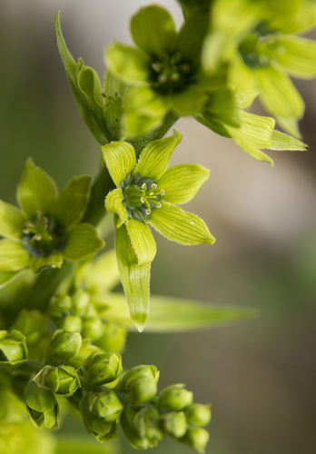 White Hellebore