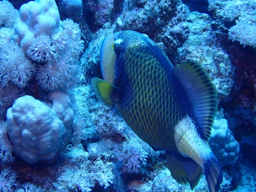 Titan Triggerfish — seen at this dive site