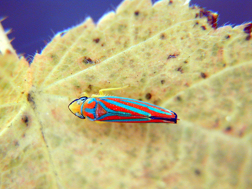 Red-banded Leafhopper, photo 6 of 7