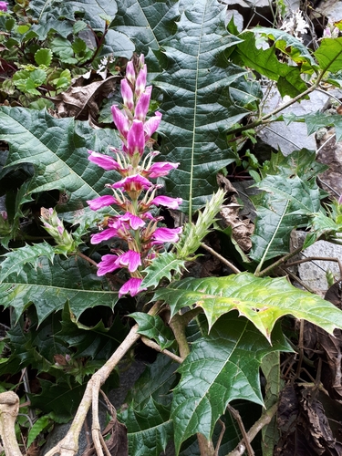 Prickly Bear's Breeches