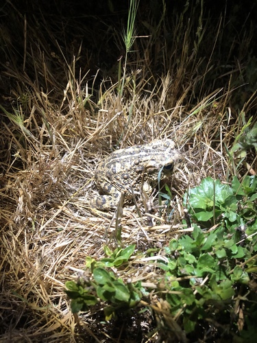 iNaturalist observation photo of Western Toad