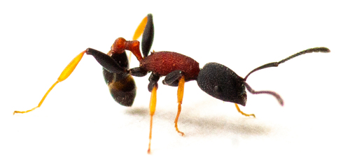Temnothorax isabellaeTemnothorax isabellae