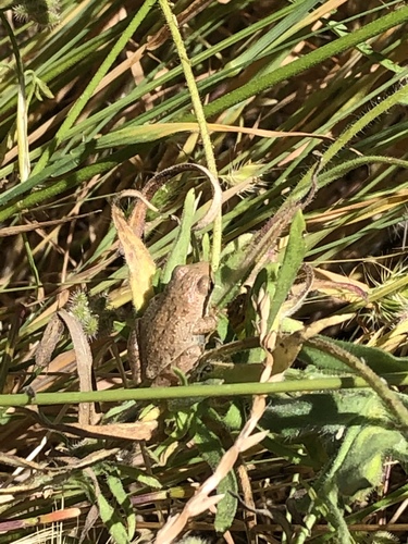iNaturalist observation photo of Pacific chorus frog